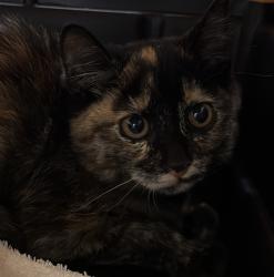 Shelter Stray Female Cat last seen Near Outer Road, San Diego, CA, 92154, 5500 Gaines St, San Diego, CA 92110, USA