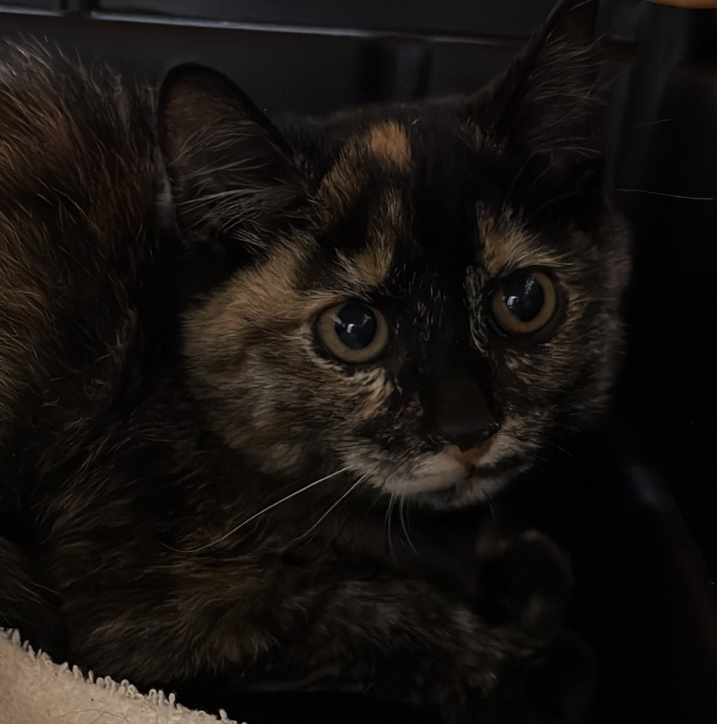 Shelter Stray Female Cat last seen Near Outer Road, San Diego, CA, 92154, 5500 Gaines St, San Diego, CA 92110, USA