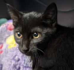 Shelter Stray Male Cat last seen Near Outer Road, San Diego, CA, 92154, 5500 Gaines St, San Diego, CA 92110, USA