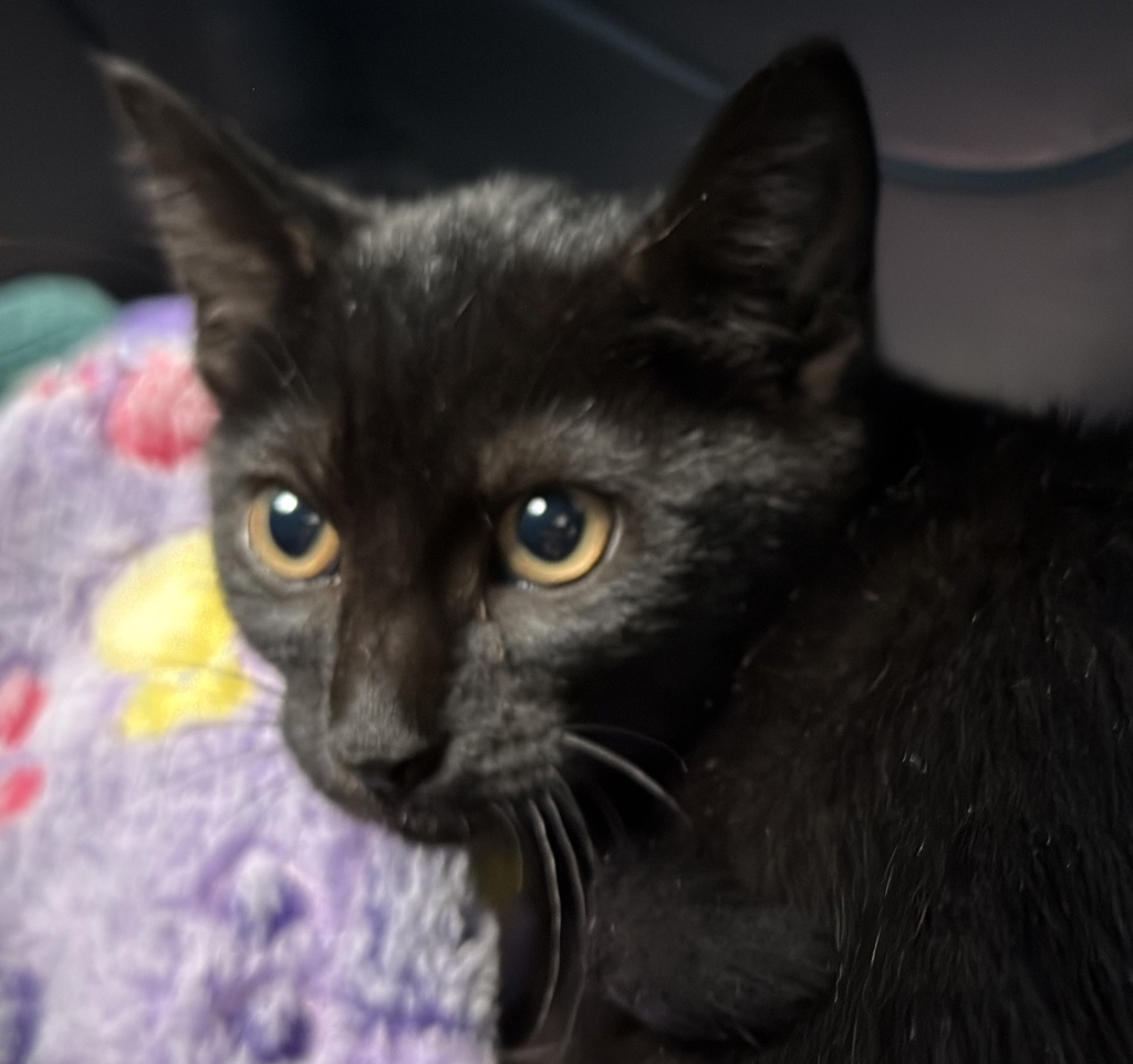 Shelter Stray Male Cat last seen Near Outer Road, San Diego, CA, 92154, 5500 Gaines St, San Diego, CA 92110, USA