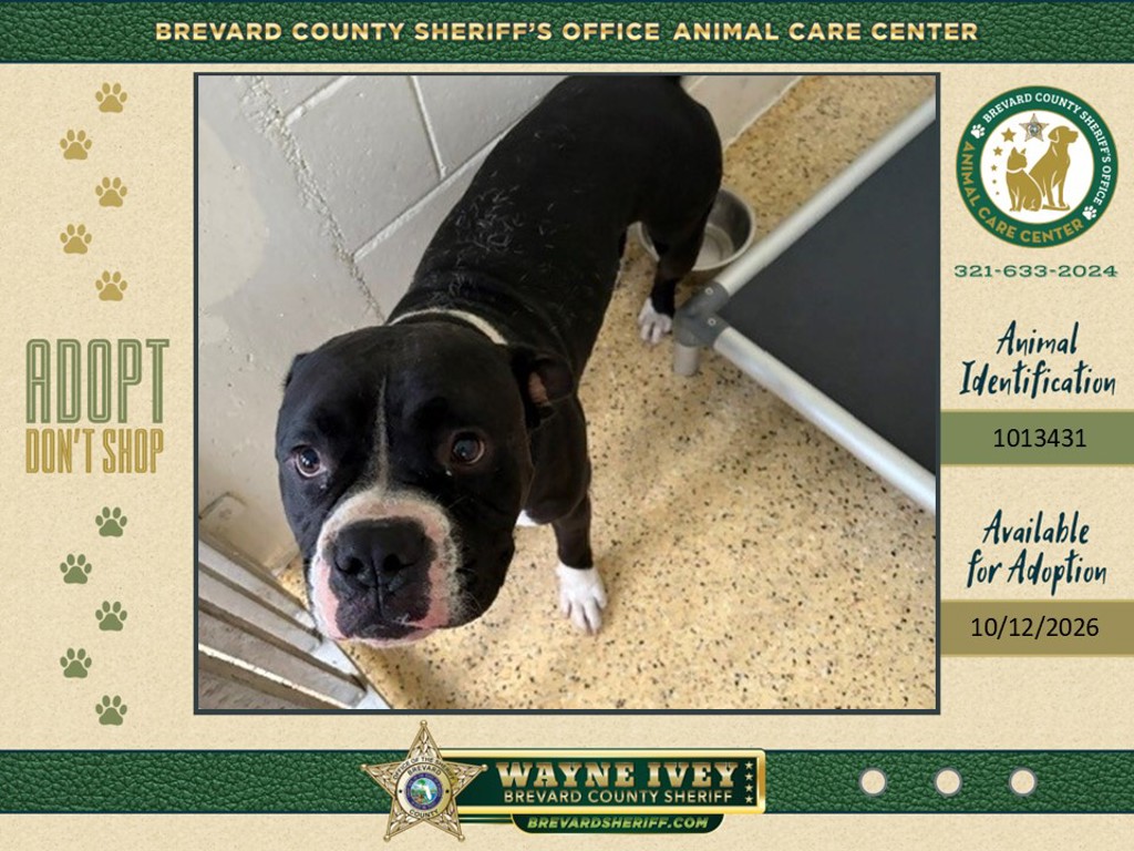 Shelter Stray Male Dog last seen Near E Fee Avenue, MELBOURNE, FL, 32901, 5100 W Eau Gallie Blvd, Melbourne, FL 32934, USA