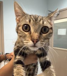 Shelter Stray Female Cat last seen Near Mission Gorge Road, San Diego, CA, 92126, 5500 Gaines St, San Diego, CA 92110, USA