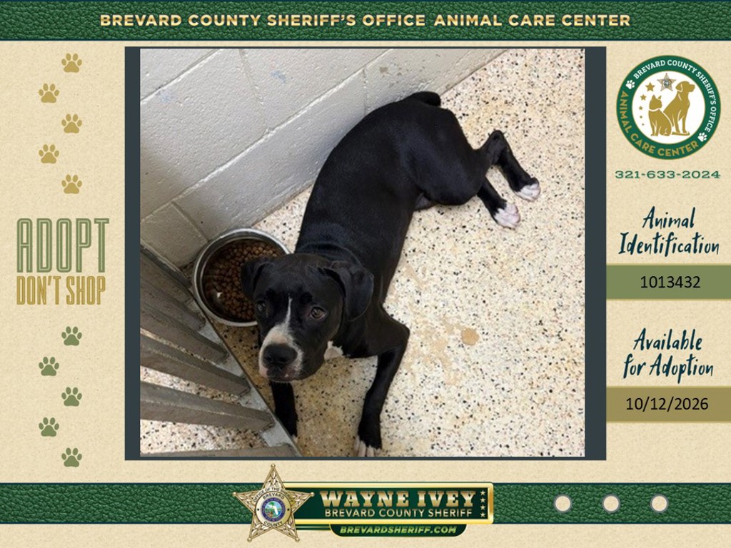 Shelter Stray Female Dog last seen Near E Fee Avenue, MELBOURNE, FL, 32901, 5100 W Eau Gallie Blvd, Melbourne, FL 32934, USA