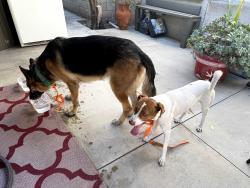 Reunited Unknown Dog last seen Druid st., Los Angeles, CA 90032
