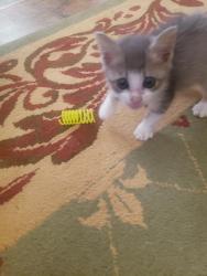 Reunited Female Cat last seen Watts Farm subdivision, Watts lane, Murfreesboro TN, Murfreesboro, TN 37127