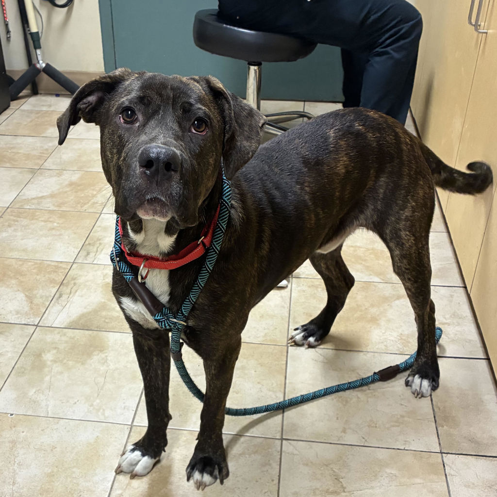 Shelter Stray Male Dog last seen NE 31st pl/Fremont st, OR, 1700 W Historic Columbia River Hwy, Troutdale, OR 97060, USA