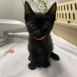 Shelter Stray Female Cat last seen 54th and international Chapala Market, OAKLAND, CA, 94601, 8323 Baldwin St, Oakland, CA 94621, USA