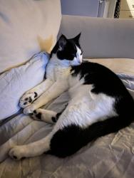 Found/Stray Unknown Cat last seen Spicewoods, West Midlands, England B92 8JW