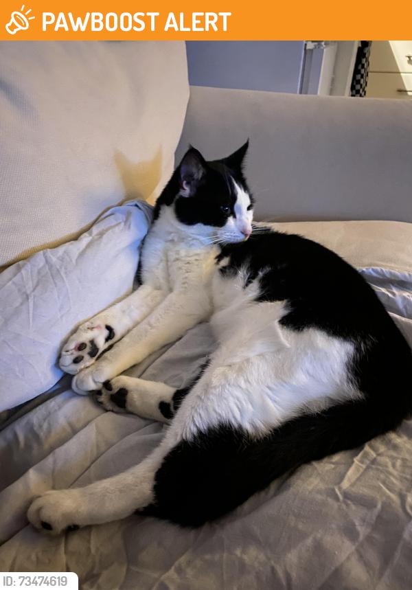 Found/Stray Unknown Cat last seen Spicewoods, West Midlands, England B92 8JW