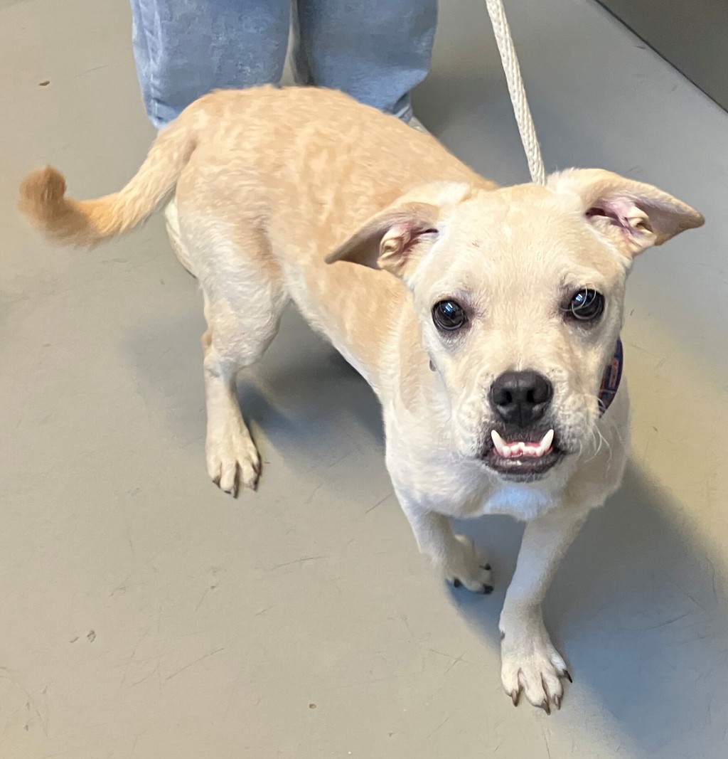 Shelter Stray Male Dog last seen Fillmore Avenue, BROOKLYN, NY, 11229, 3139 Veterans Rd W, Staten Island, NY 10309, USA