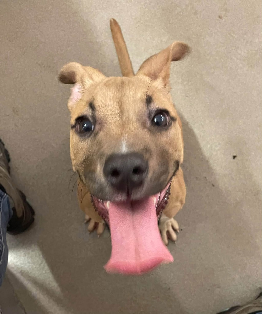 Shelter Stray Male Dog last seen MD, 411 Maxwell Frye Rd, Millersville, MD 21108, USA