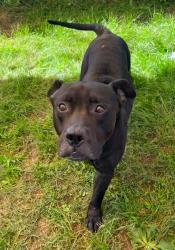 Shelter Stray Male Dog last seen Near Fort Smallwood Road, CURTIS BAY, MD, 21226, 411 Maxwell Frye Rd, Millersville, MD 21108, USA