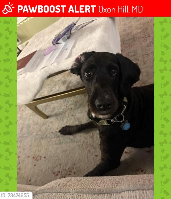 Lost Female Dog last seen Birchwood City Park at Fenwood Place and Fenwood Avenue, Oxon Hill, MD 20745