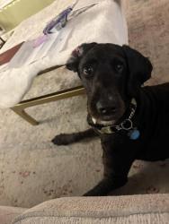 Lost Female Dog last seen Birchwood City Park at Fenwood Place and Fenwood Avenue, Oxon Hill, MD 20745