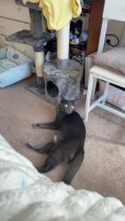 Lost Male Cat last seen Picnic point rd, 140th st sw, Edmonds, WA 98026
