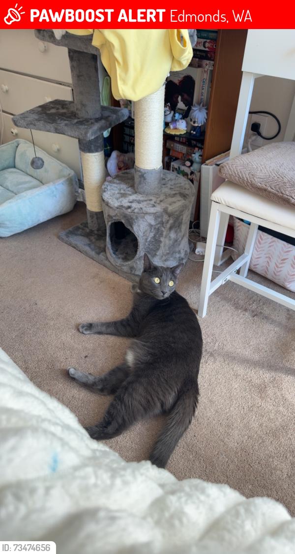 Lost Male Cat last seen Picnic point rd, 140th st sw, Edmonds, WA 98026