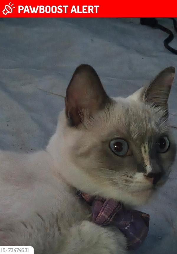 Lost Female Cat last seen Stafford Gardinia, West Palm Beach, FL 33409