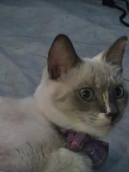 Lost Female Cat last seen Stafford Gardinia, West Palm Beach, FL 33409
