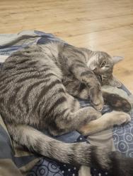 Reunited Male Cat last seen Near Paterson Street, Camden South, Camden South, NSW 2570