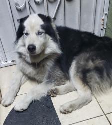 Reunited Male Dog last seen California ave and los flores st, Lynwood, CA 90262