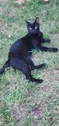 Lost Male Cat last seen Greer Dragway, Greer, SC 29651