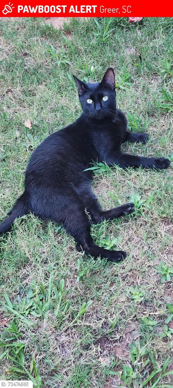 Lost Male Cat last seen Greer Dragway, Greer, SC 29651