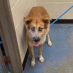 Shelter Stray Female Dog last seen , 2350 Appling City Cove, Memphis, TN 38133, USA