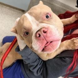 Shelter Stray Male Dog last seen , 8464 Beach Blvd, Jacksonville, FL 32216, USA