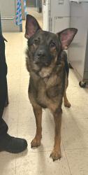 Reunited Male Dog last seen Sims and Cypress, Saint Paul, MN 55106