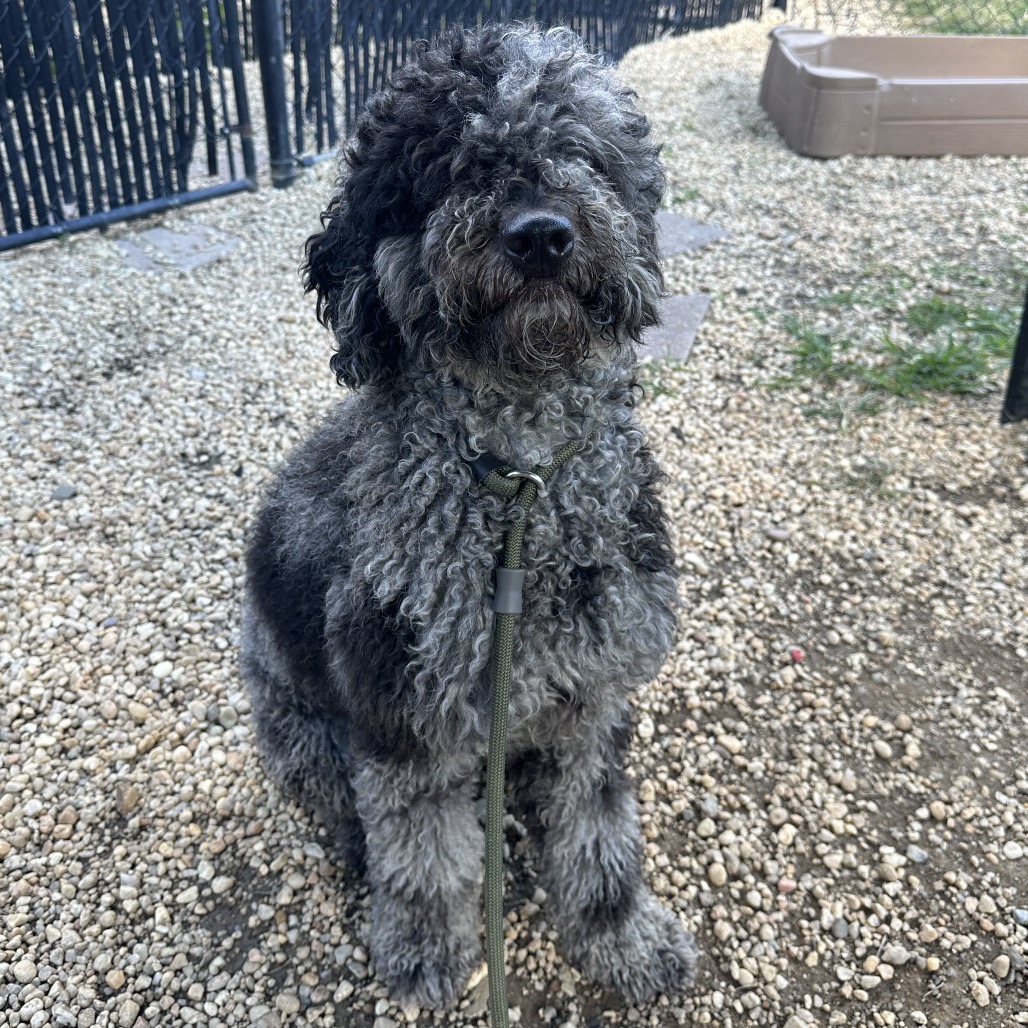 Shelter Stray Female Dog last seen , Animal Care & Control Team of Philly, 111 W Hunting Park Ave, Philadelphia, PA 19140, USA