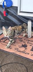 Lost Female Cat last seen 86th and Clinton, Minneapolis, MN 55420