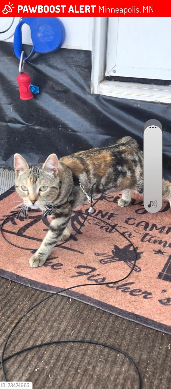 Lost Female Cat last seen 86th and Clinton, Minneapolis, MN 55420