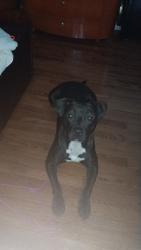 Reunited Female Dog last seen 