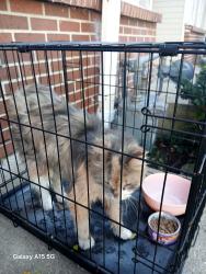 Found/Stray Unknown Cat last seen The Element apmts, Sun Prairie, WI 53590