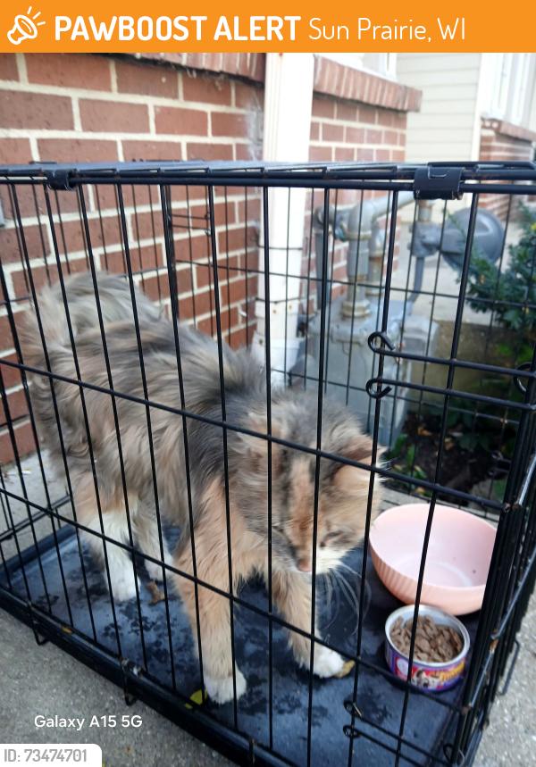 Found/Stray Unknown Cat last seen The Element apmts, Sun Prairie, WI 53590