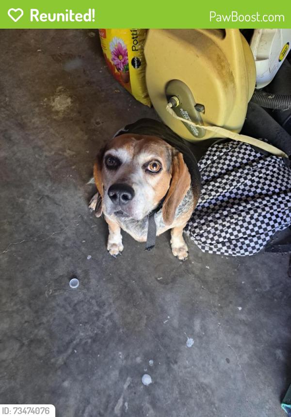 Reunited Male Dog last seen Dripping Springs Rd and Frisco RD, Sherman, TX 75020