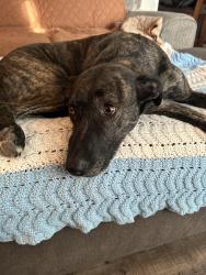 Reunited Female Dog last seen Hamilton Rd, Fairport, NY 14450