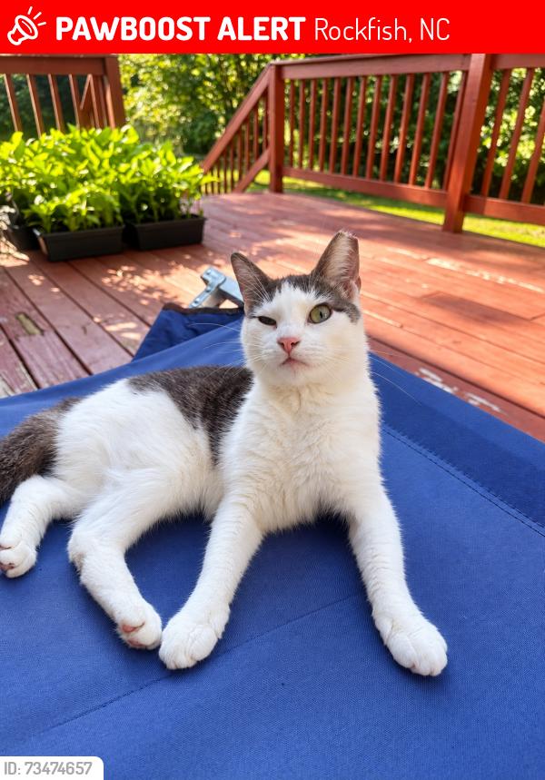 Lost Female Cat last seen Sage Creek Dr & Galatia Church Rd, Rockfish, NC 28376