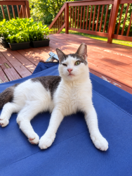 Lost Female Cat last seen Sage Creek Dr & Galatia Church Rd, Rockfish, NC 28376