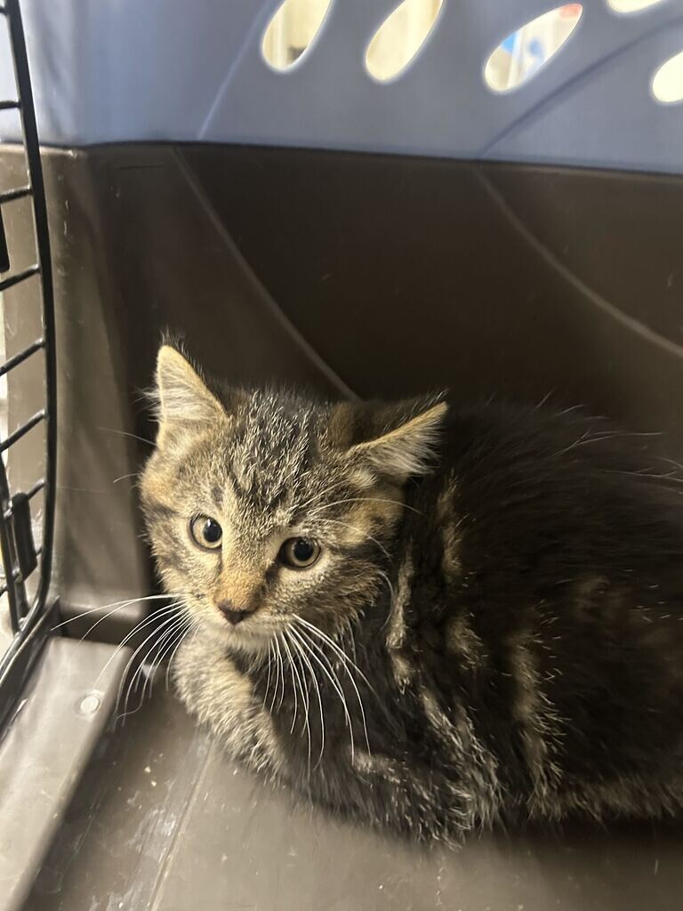 Shelter Stray Male Cat last seen Near E 475 N, North Salt Lake, UT 84054, USA, 1422 E 600 N, Fruit Heights, UT 84037, USA