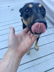Found/Stray Male Dog last seen Virginialee and Maryland ave, Columbus, OH 43227