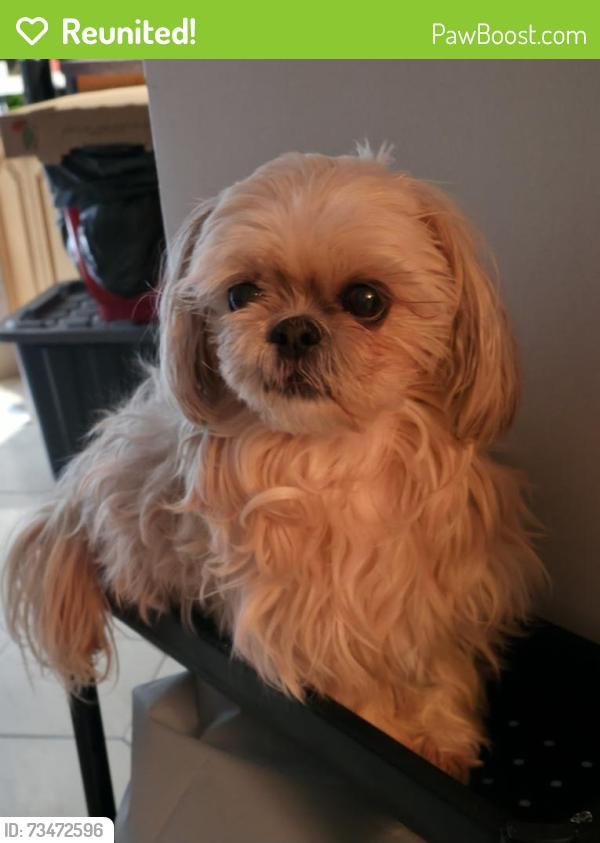 Reunited Female Dog last seen Coin Jarry et Viau, Montréal, QC H1R 1W8