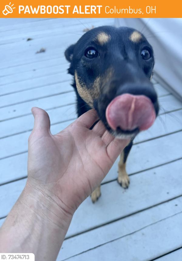 Found/Stray Male Dog last seen Virginialee and Maryland ave, Columbus, OH 43227