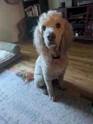 Reunited Female Dog last seen Across from Jonestown Rd and McGregor Rd, Winston-Salem, NC 27103