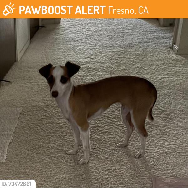 Found/Stray Female Dog last seen Wishon/Paul Behind Kratt Elementary, Fresno, CA 93711