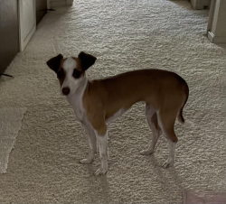 Found/Stray Female Dog last seen Wishon/Paul Behind Kratt Elementary, Fresno, CA 93711