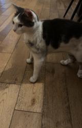 Reunited Female Cat last seen Bottom of Baron Street, Blackburn with Darwen, England 