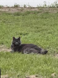 Reunited Male Cat last seen Our hse, Lillington, NC 27546