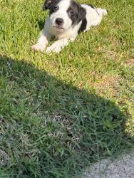 Found/Stray Female Dog last seen Oleoke Ln and White Cedar St, Houston, TX 77015