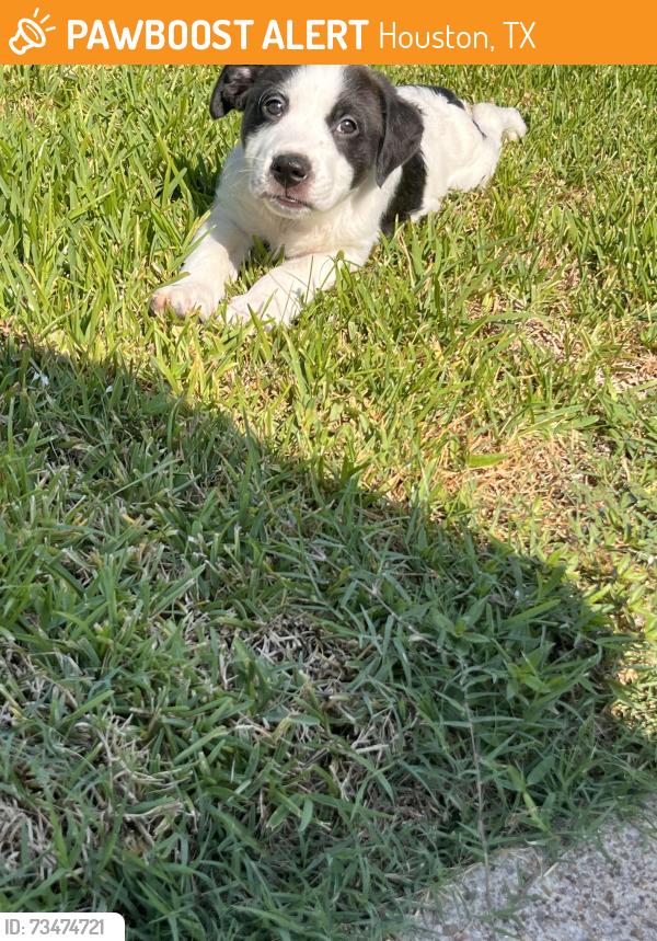 Found/Stray Female Dog last seen Oleoke Ln and White Cedar St, Houston, TX 77015